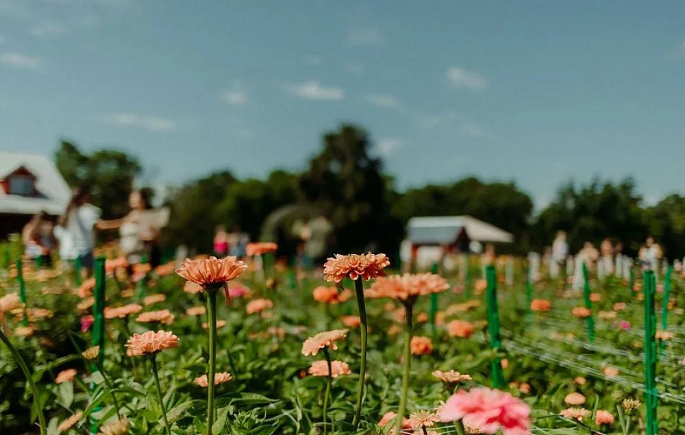 Field of flowers