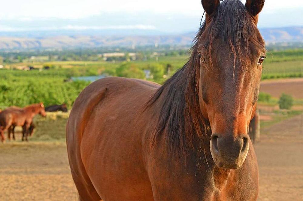 horses on the farm
