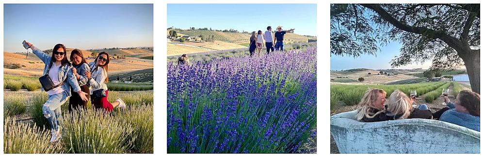 person carrying a lavender, a picnic basket and field of lavender