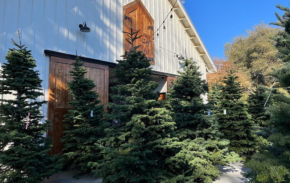 Christmas trees in front of a barn at the farm
