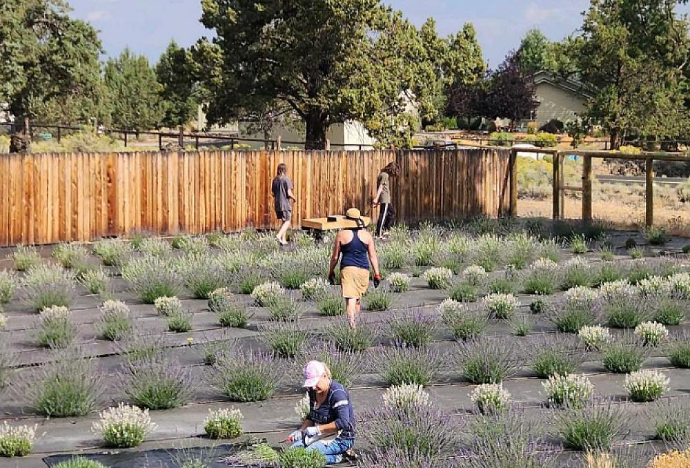 people in a lavender field picking