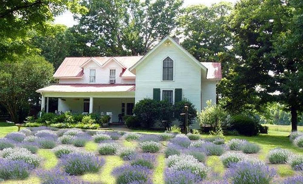 White farm house with a lavender field in front