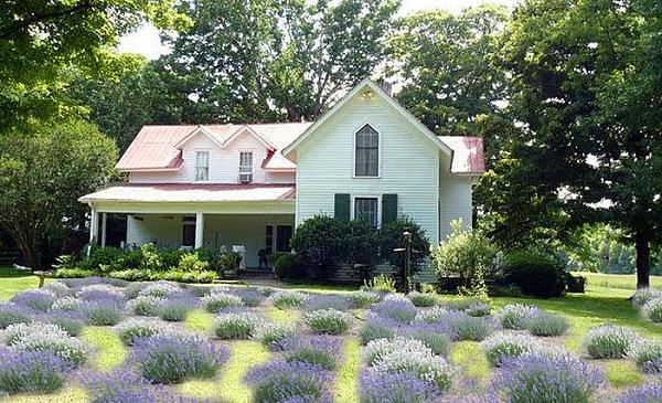 Mulberry Lavender Farm