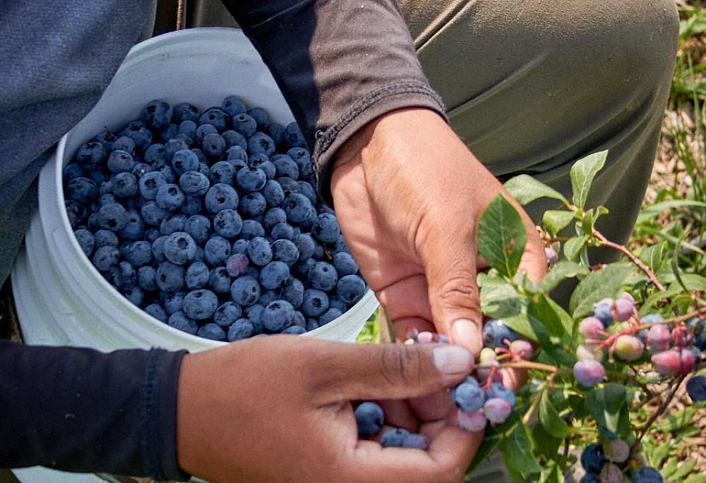 Person picking blueberries and putting them in a white bucket