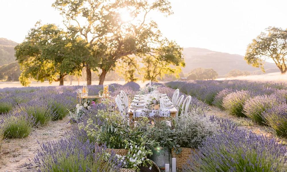 A table set in the middle of a beautiful lavender field