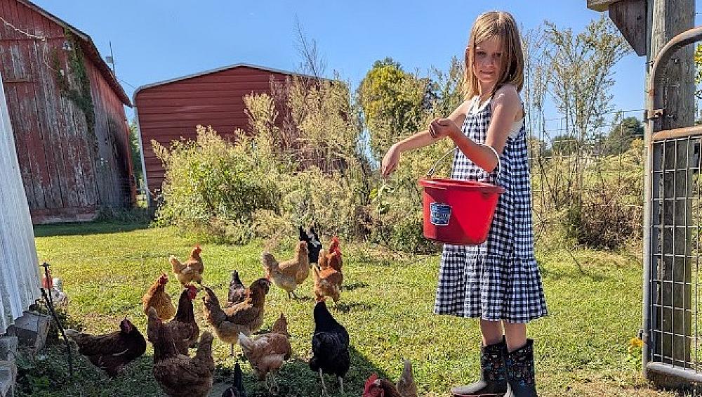 Girl feeding chickens in a barn yard on the farm