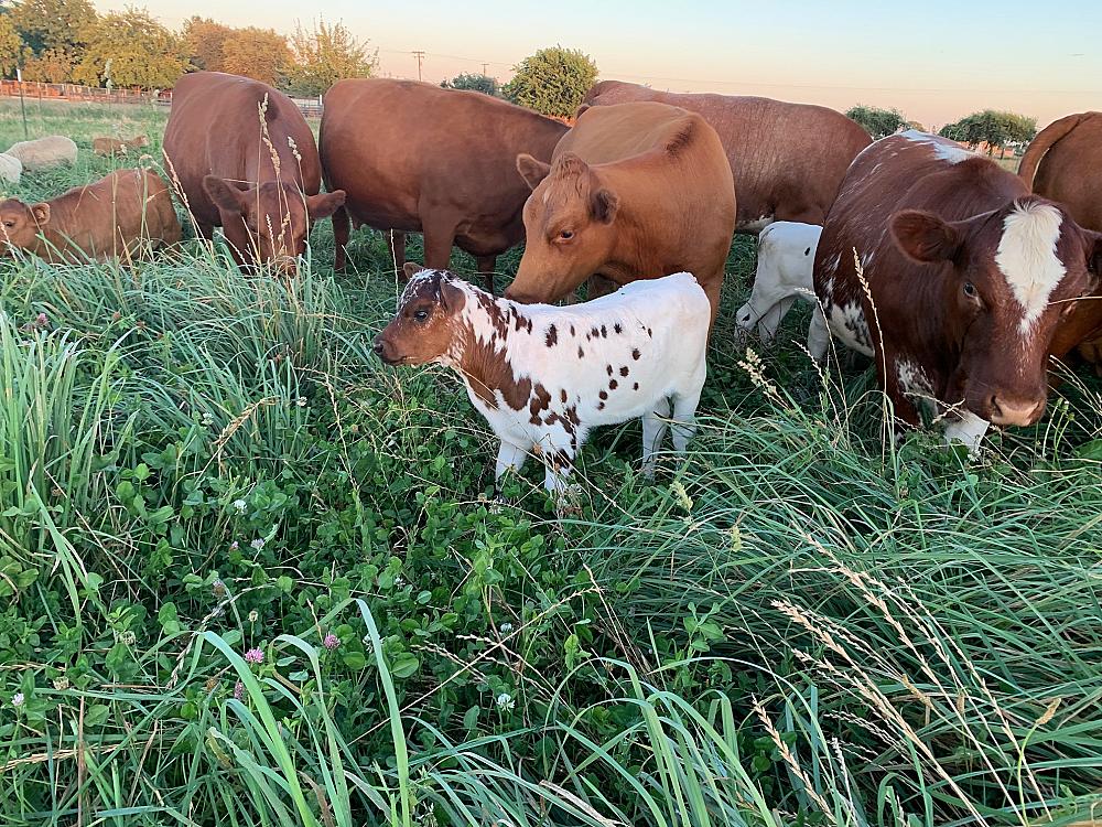 Cows enjoying diversity of regenerative pasture