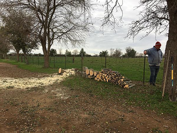 There are always lots of trees to trim