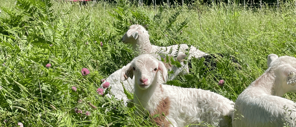 Springtime = Baby Animals!