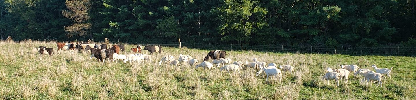 Learn About Responsible Land Stewardship with Abby Abbott-Rider of Thistle Byre Farm