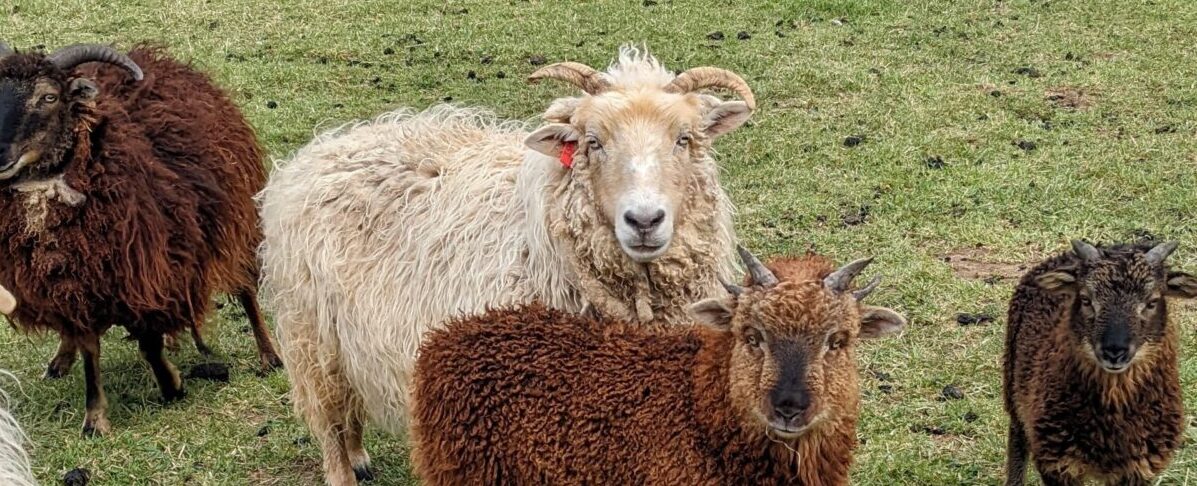 More Farms Offering Farm Stays Identify as Regenerative. What Does That Mean?