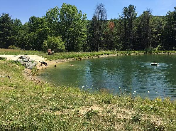 dogs and person swimming in pond