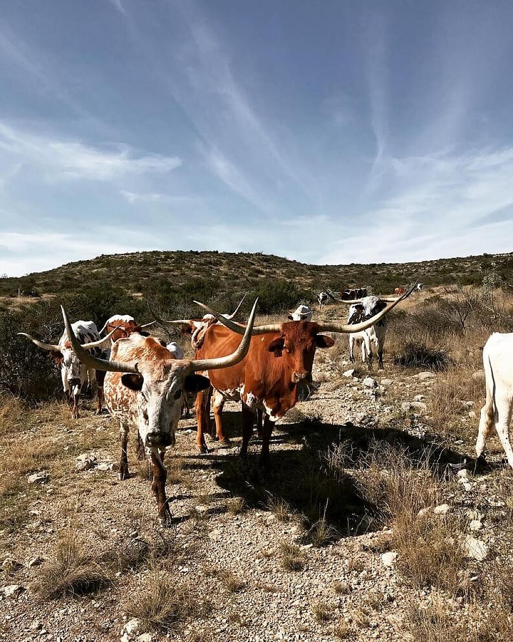 Featured Image - Texas Longhorn cattle facing camera