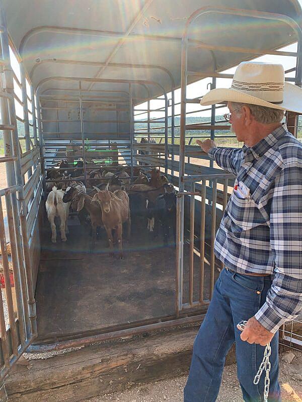 goats in a trailer with man looking in