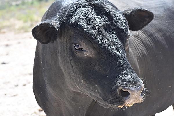 black Angus bull