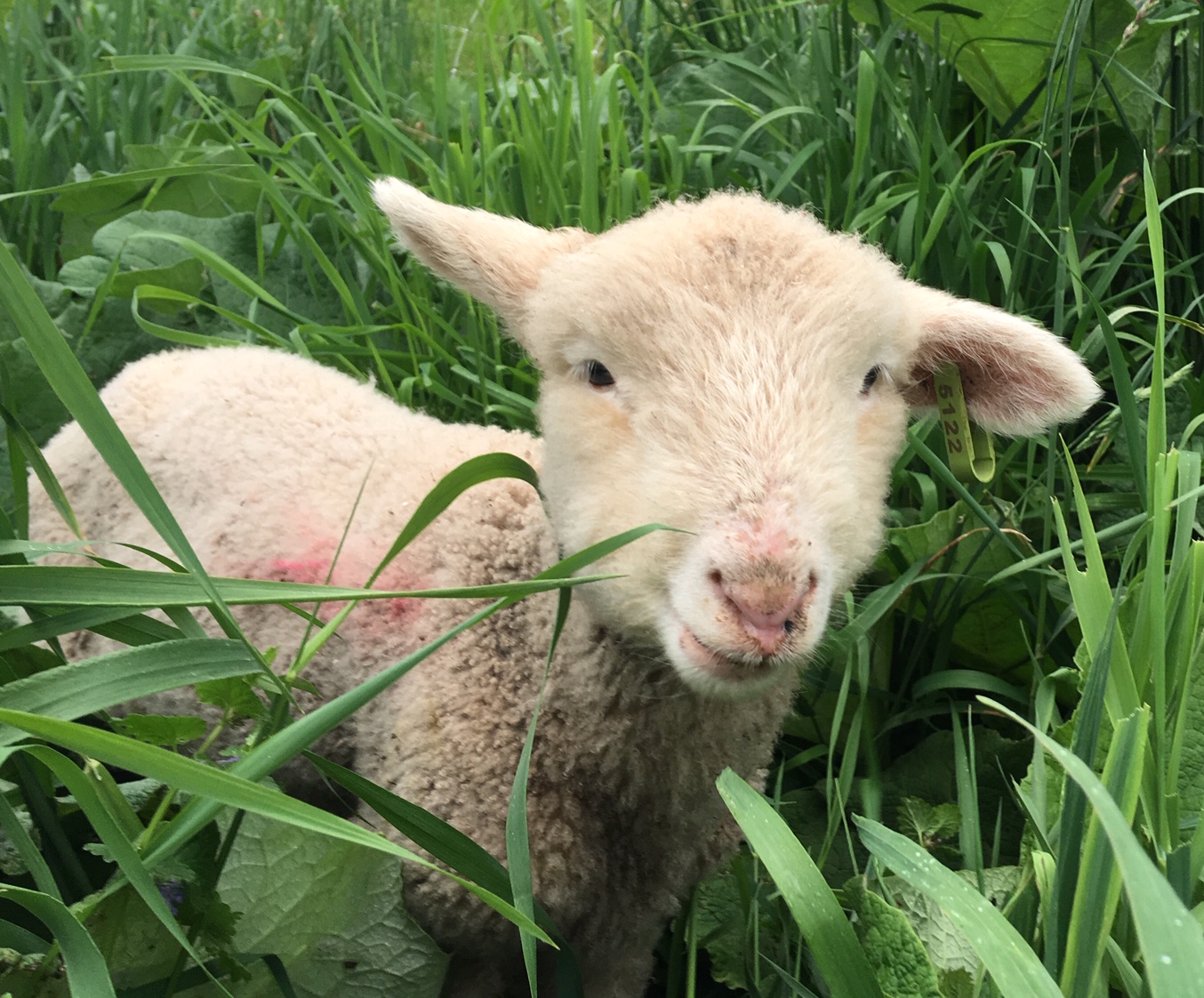 Pasture farming at Stone & Thistle Farm in New York