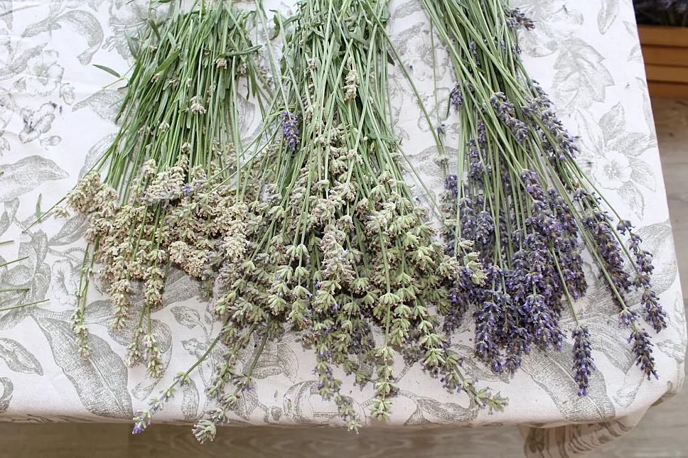 Featured Image - cut lavender on a white table cloth
