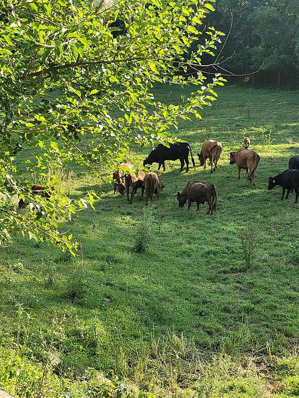 cows in green pasture