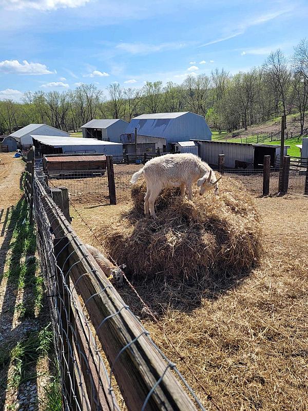 goat corral with hay