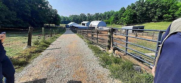 Celtic Glen Heritage Livestock