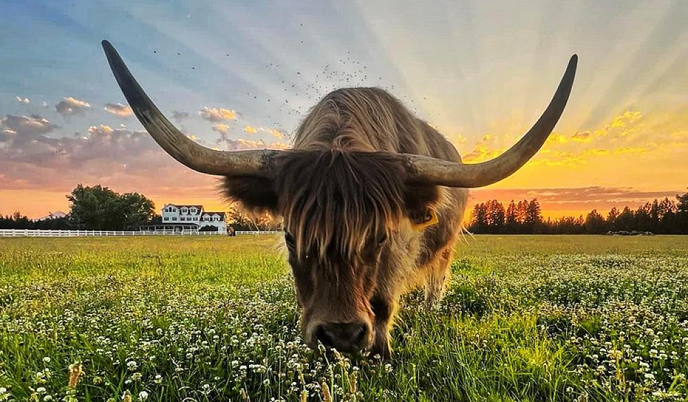 Featured Image- Texas longhorn grazing in a field in front of the farmhouse at sunset