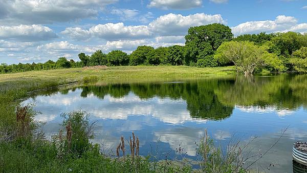 Pond with pasture and trees