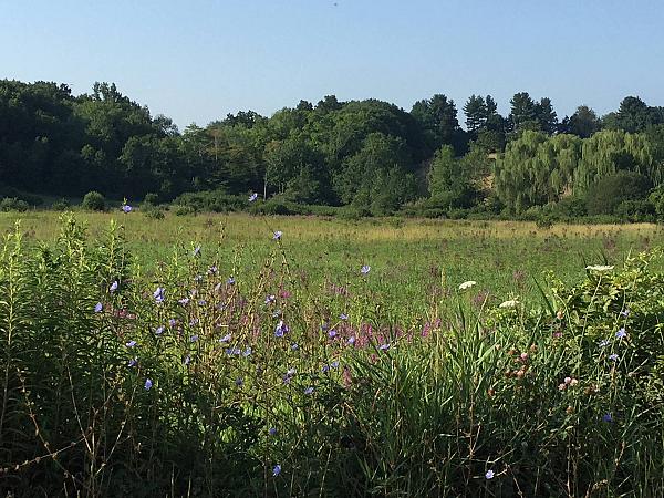 field of wild flowers