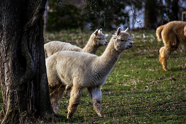 white alpacas walking
