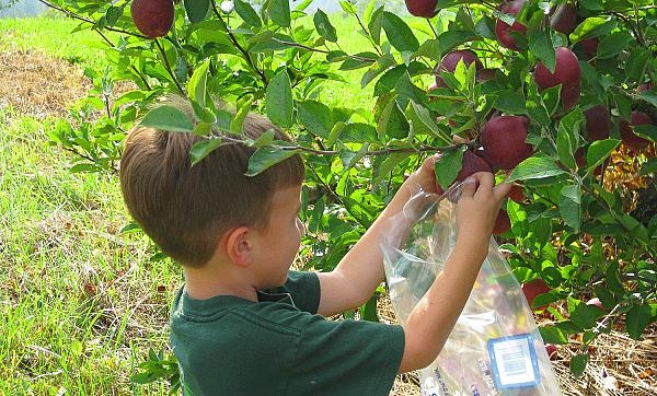 young boy picking apples