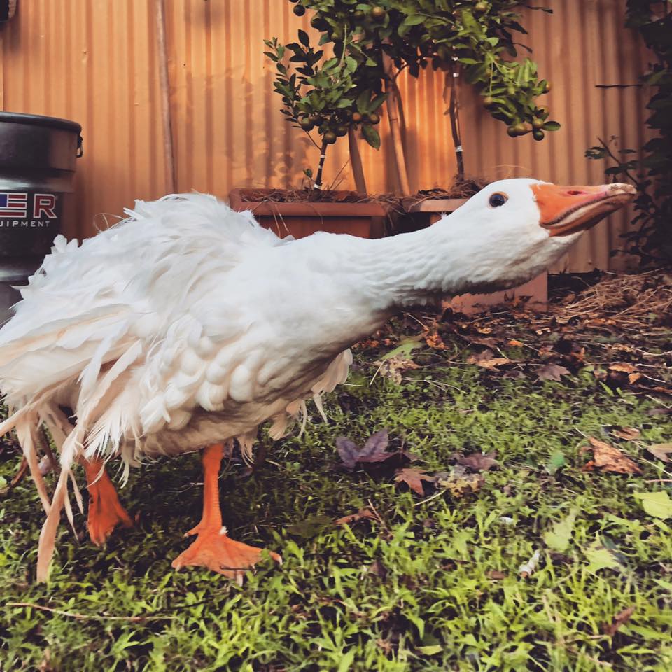 Find "Good Earth" at Bonne Terre Farm in Breaux Bridge, Louisiana