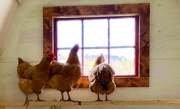 three shickens standing in front of window
