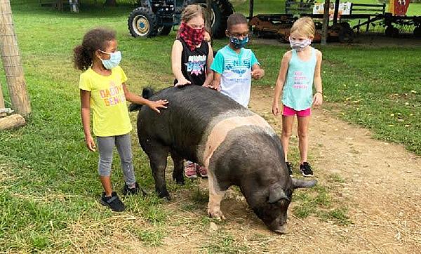 Pig walk time with Ellie and 4 children