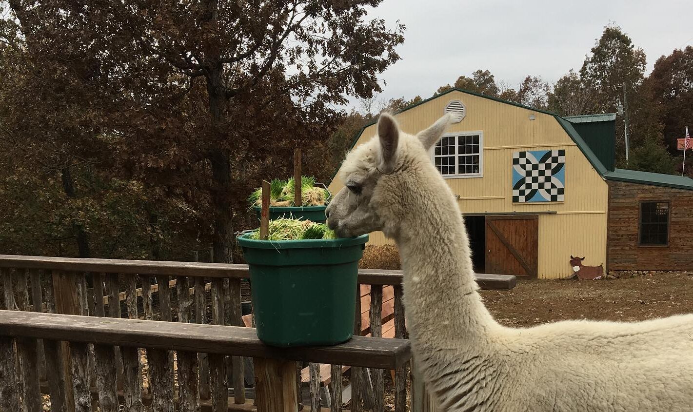 Small farm sustainability at Dogwood Hills in Harriet, Arkansas