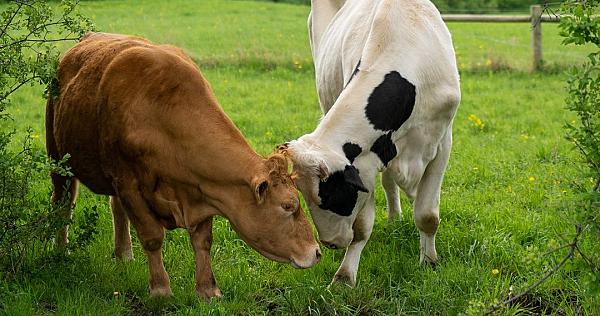 Farm Sanctuary at Watkins Glen