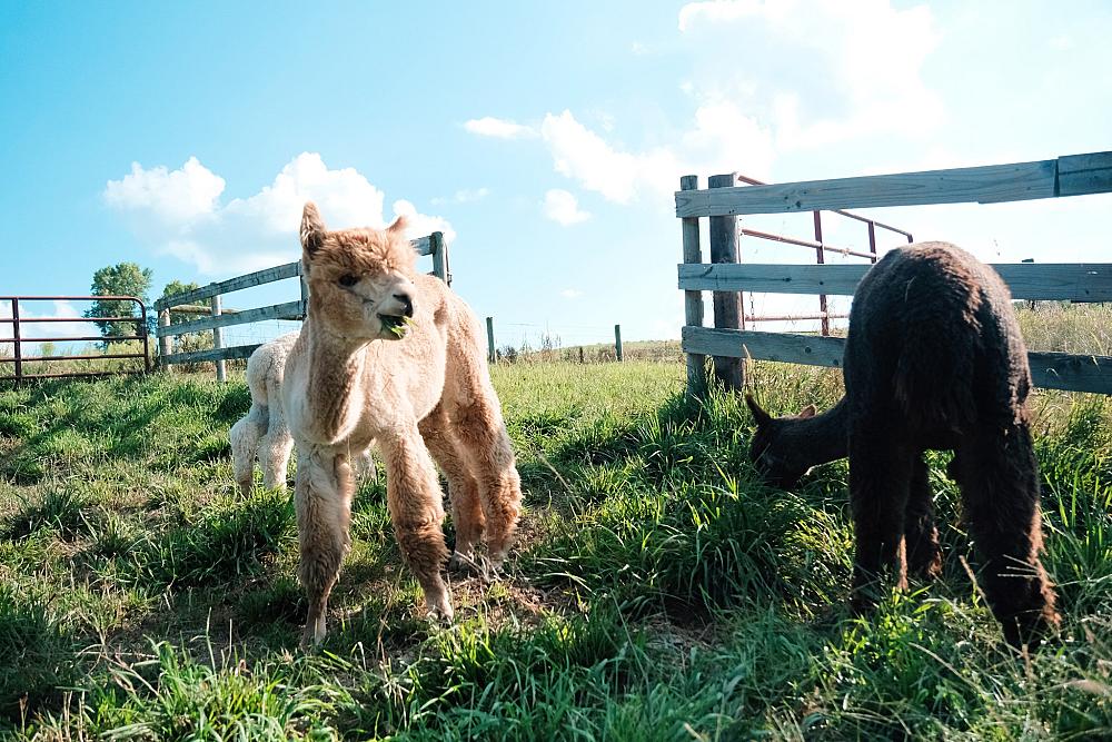 Featured Image - three alpacas in pasture