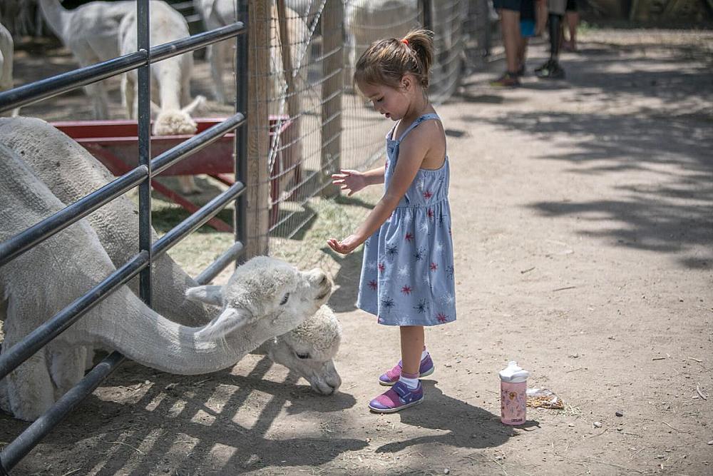 Featured Image- child feeding alpacas