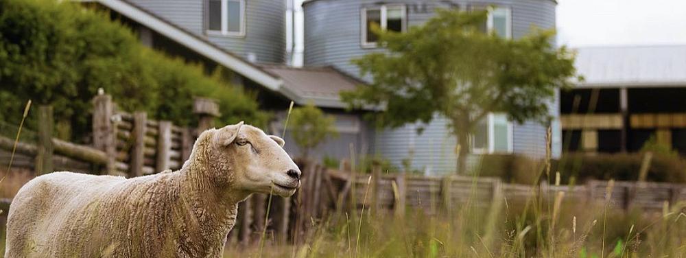Featured Image- sheep standing in pasture with lodging behind