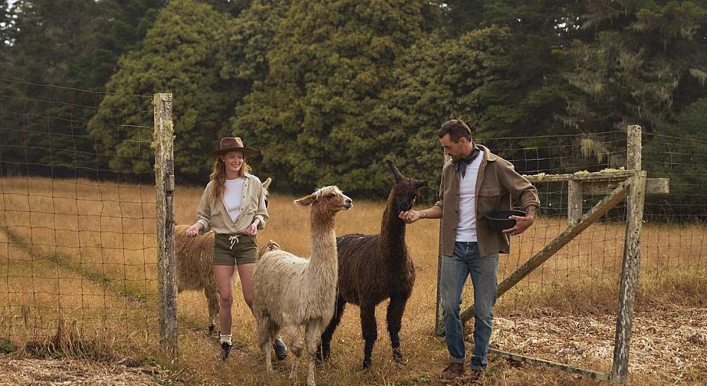 Featured Image- People with llamas in a field