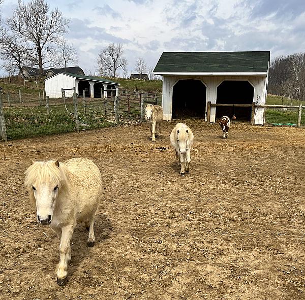 miniature white ponies