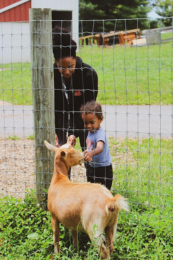 a lady and child feeding goats