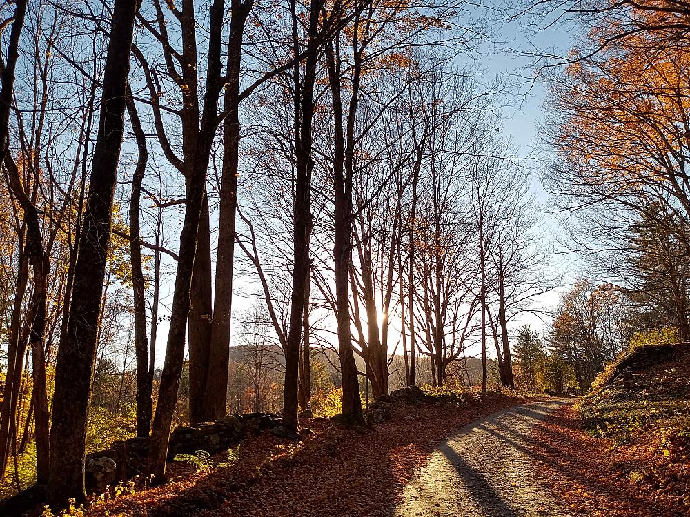 Featured Image - trail through the woods