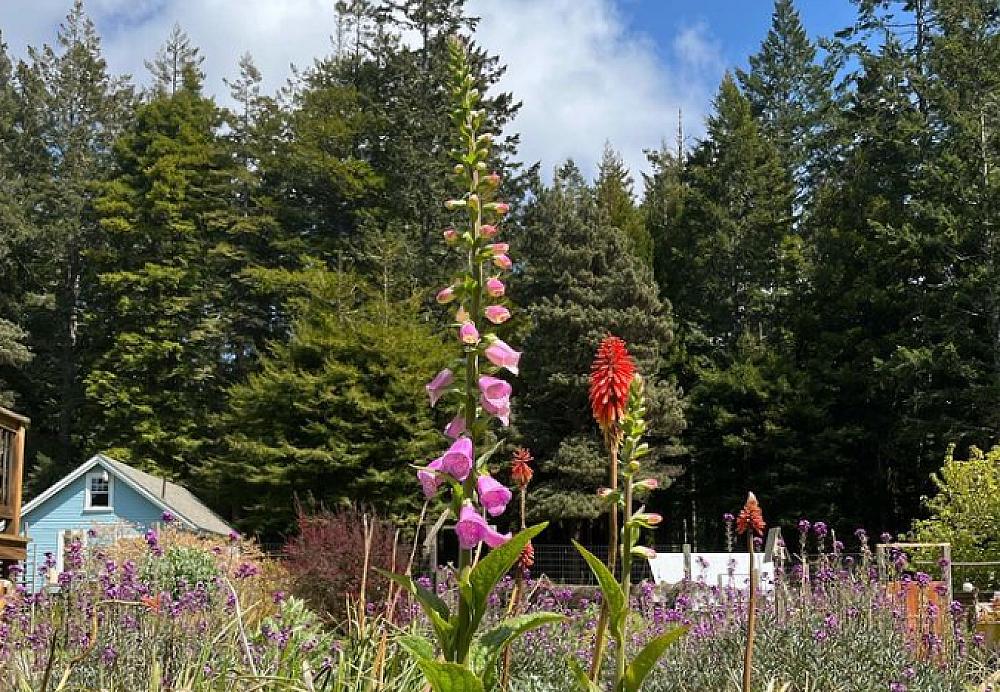 Featured Image- houses in a field of flowers