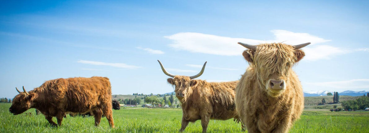 Six (More) Farm Stays to Follow on Instagram Right Now