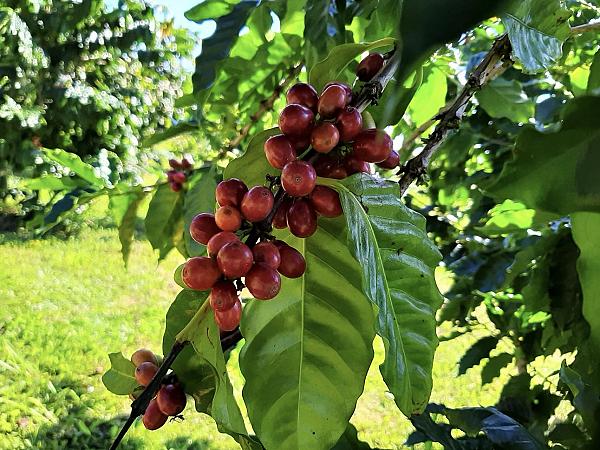 red coffee fruit on the plant