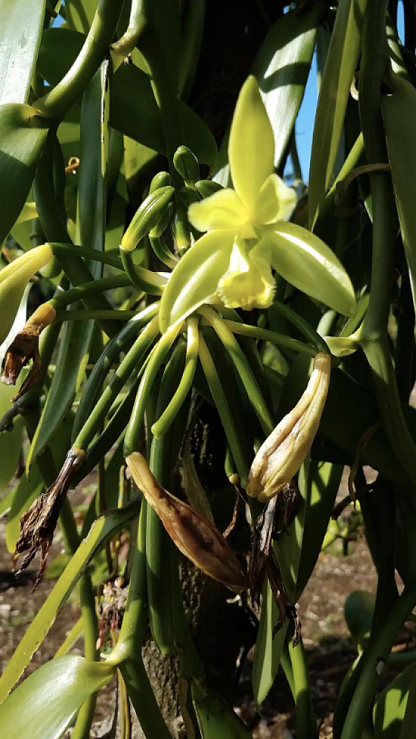 vanilla bean plant with a flower