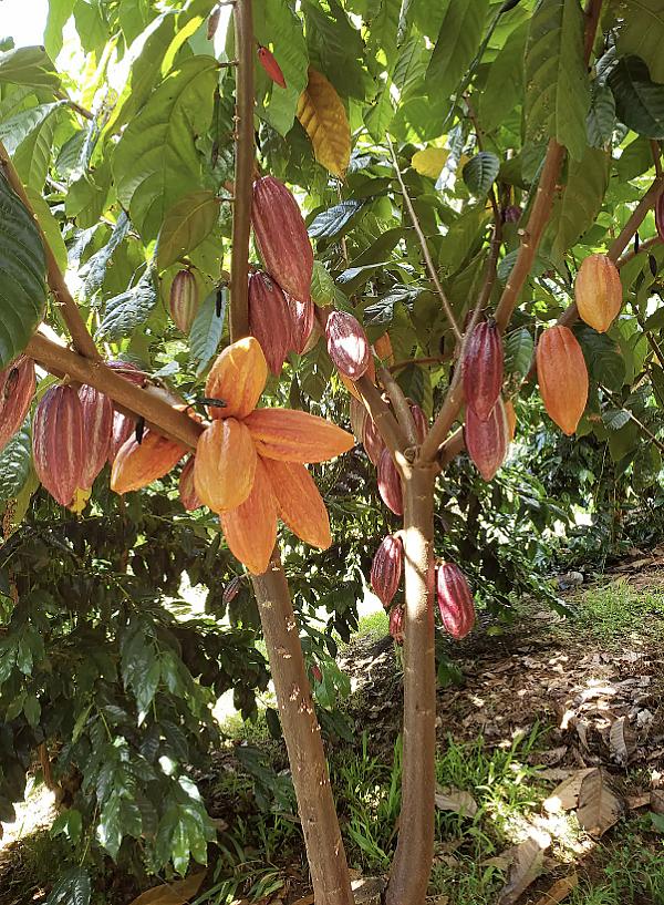 caco plants red and orange in color