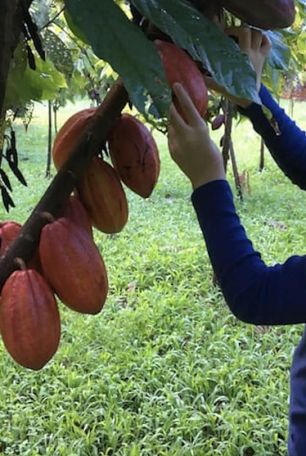 a girl harvesting cacao