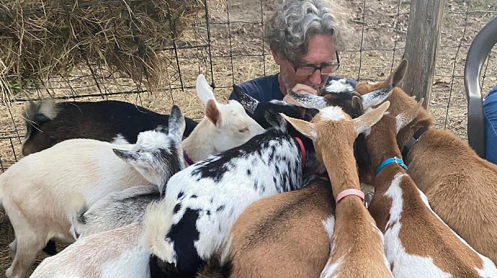 Featured Image - goats crowding a person