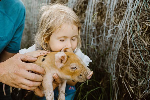 little girl holding a baby piglet
