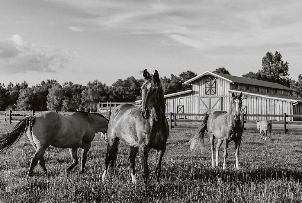 Featured Image - three horses in field